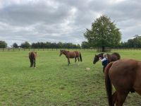 11. Tag – Irisches Nationalgestüt bei Kildare