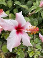Tag 3 - Hibiskus 