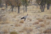 26 Sekretärvogel