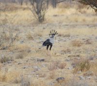 27 Sekretärvogel
