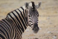 32 Zebras