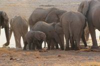 36 Elefanten am Wasserloch