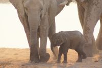 39 Elefanten am Wasserloch