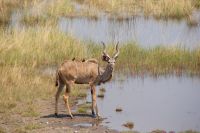 146 Kudu im Bwabwata NP