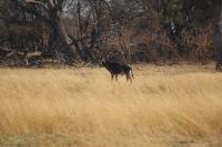 149 Rappenantilope im Bwabwata NP