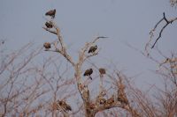 151 Weißrückengeier