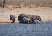 154 Elefanten am Kwando