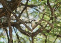 156 Eisvogel im Bwabwata NP