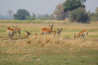 167 Lechweantilopen im  Bwabwata NP