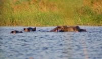 172 Hippos
