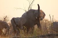 183 Elefantenherde am Kwando