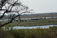 198 Elefanten im  Chobe NP Botswana