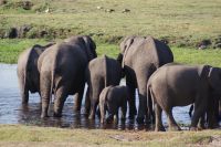 200  Elefanten im  Chobe NP Botswana