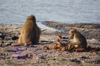 206 Paviane im  Chobe NP Botswana