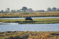 207 Flusspferd im  Chobe NP Botswana