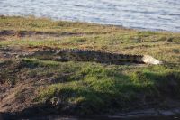 208 Nilkrokodil im  Chobe NP Botswana