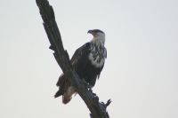 213 Adler im  Chobe NP Botswana