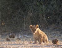 222 Löwen im Chobe Nationalpark