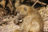 224 ratlos im Chobe Nationalpark