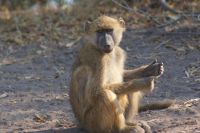 228 Paviane im Chobe Nationalpark