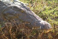 244 Nilkrokodil am  Chobe Fluss
