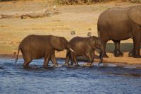 249 Elefanten am  Chobe Fluss