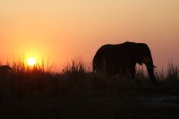 258 Elefanten am  Chobe Fluss