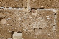 Muschelkalk im Gestein