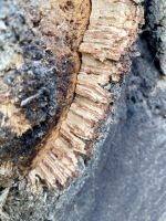 Tag 5 - Korkeiche in Monchique