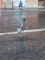 Regenlandung