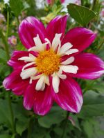 Blumeninsel Mainau (90)