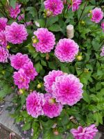 Blumeninsel Mainau (91)