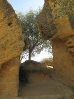 Agrigento - die Felsen und der Baum.JPG