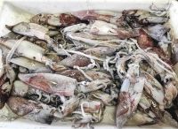 Lulas, Sepia, kleine Tintenfische auf dem Fischmarkt von Aveiro