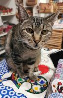 Hier wache ich, Obidos