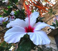 Hibiskus in Lissabon