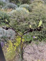 Kings-Park und botanischer Garten