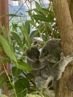 Koalas