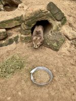 Wombat