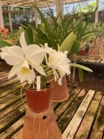 Orchidee im Quinta boa Vista