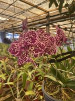 Orchidee im Quinta boa Vista