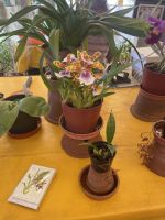 Orchidee im Quinta boa Vista