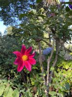 Scharlach-Dahlie im Blandys Garten