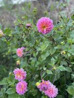 Dahlien