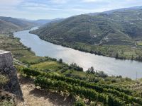 031 Weinberge im Duoro-Tal