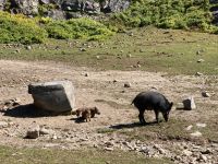 6. Reisetag – Parc Omega – Wildschweine