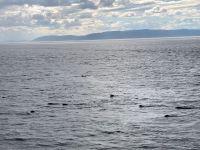 10. Reisetag – Walbeobachtung auf dem Sankt-Lorenz-Strom ab Tadoussac – Seehunde