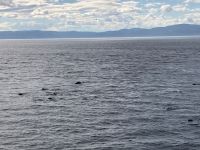 10. Reisetag – Walbeobachtung auf dem Sankt-Lorenz-Strom ab Tadoussac – Seehunde