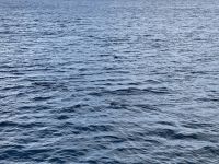 10. Reisetag – Walbeobachtung auf dem Sankt-Lorenz-Strom ab Tadoussac – Seehunde