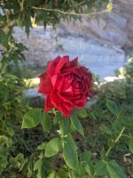 082 Gartenanlage Hotel